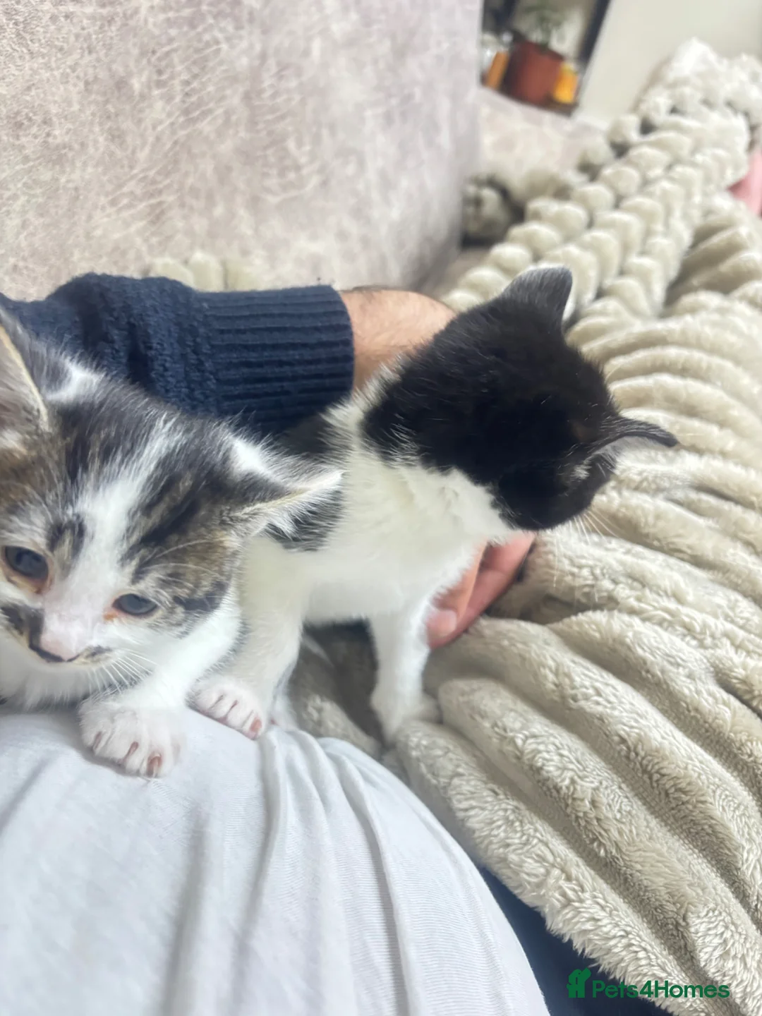 British Shorthair cats for sale: 2 kittens about 6 weeks old currently in Bolton - Advert 1