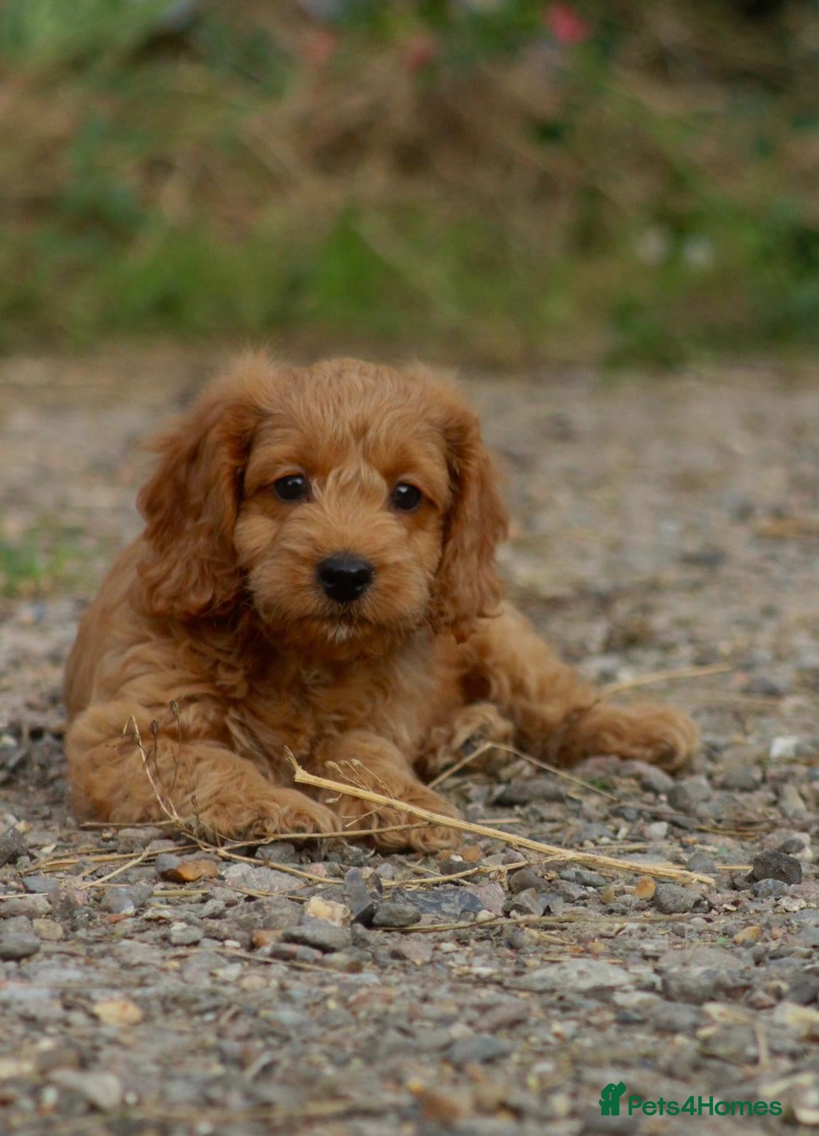 Cockapoo dogs Adorable small cockerpoos READY NOW - Advert 2