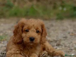 Cockapoo dogs Adorable small cockerpoos READY NOW - Advert 2
