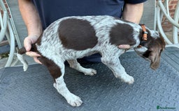 Mixed Breed dogs for sale: German shorthair pointer/wirehairpointer - Image 9