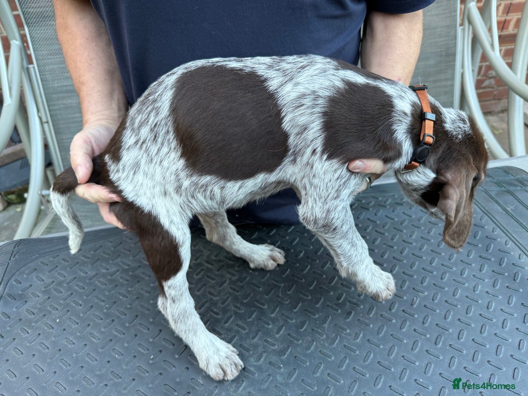 Mixed Breed dogs for sale: German shorthair pointer/wirehairpointer - Image 9