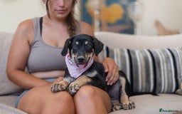 Mixed Breed dogs for adoption: Sweet Stella - Image 4