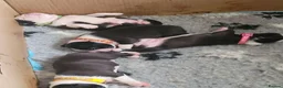 Boston Terrier dogs for sale: Beautiful Boston Babies looking for forever family - Advert 6