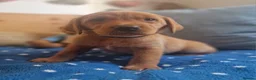 Springador dogs for sale: Wonderful Springador Puppies  - Advert 18