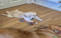Golden Retriever dogs for sale: Golden retriever puppies  - Image 9