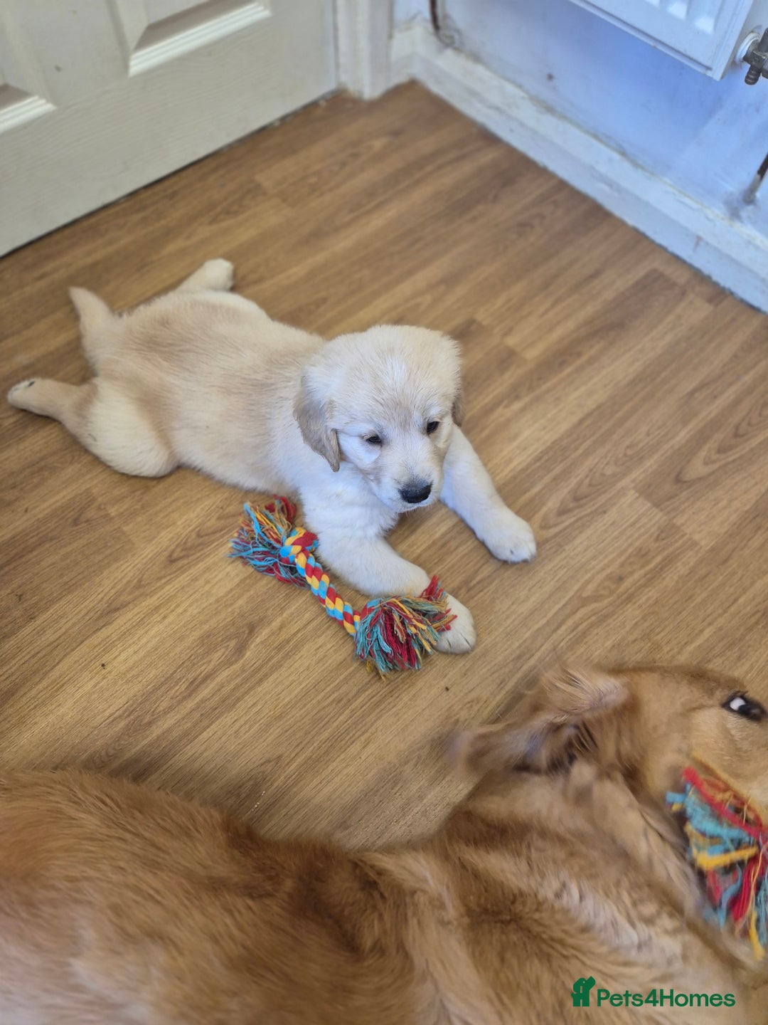 Golden Retriever dogs for sale: Golden retriever puppies  - Image 9