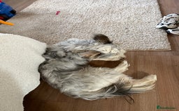Mixed Breed dogs for sale: Froodle male  - Image 4