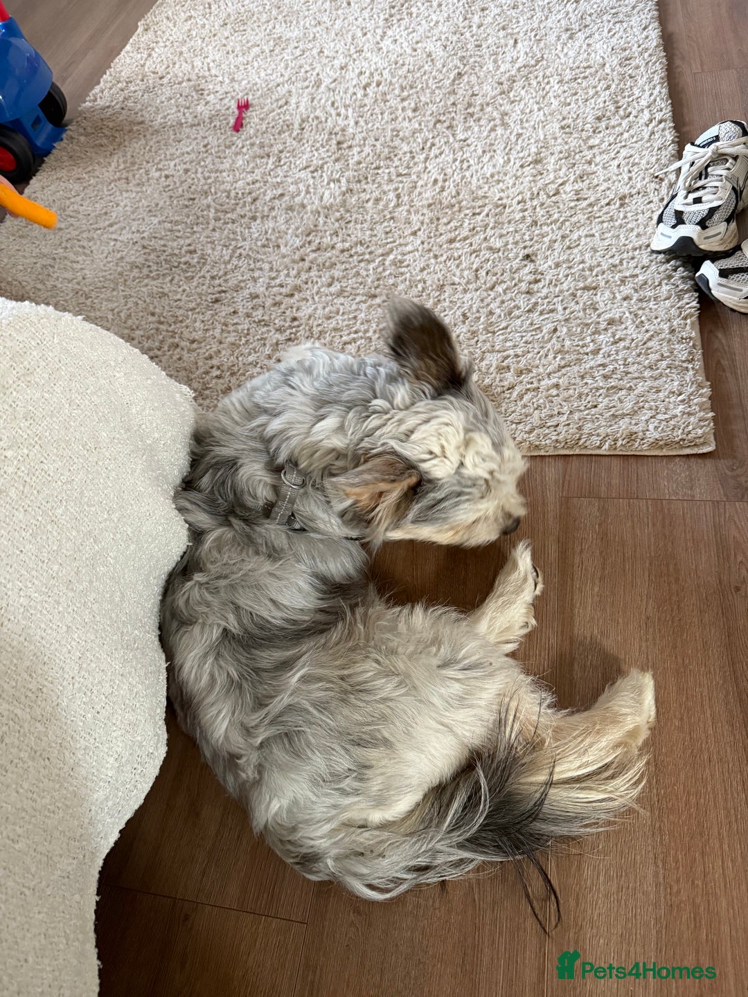 Mixed Breed dogs for sale: Froodle male  - Image 4