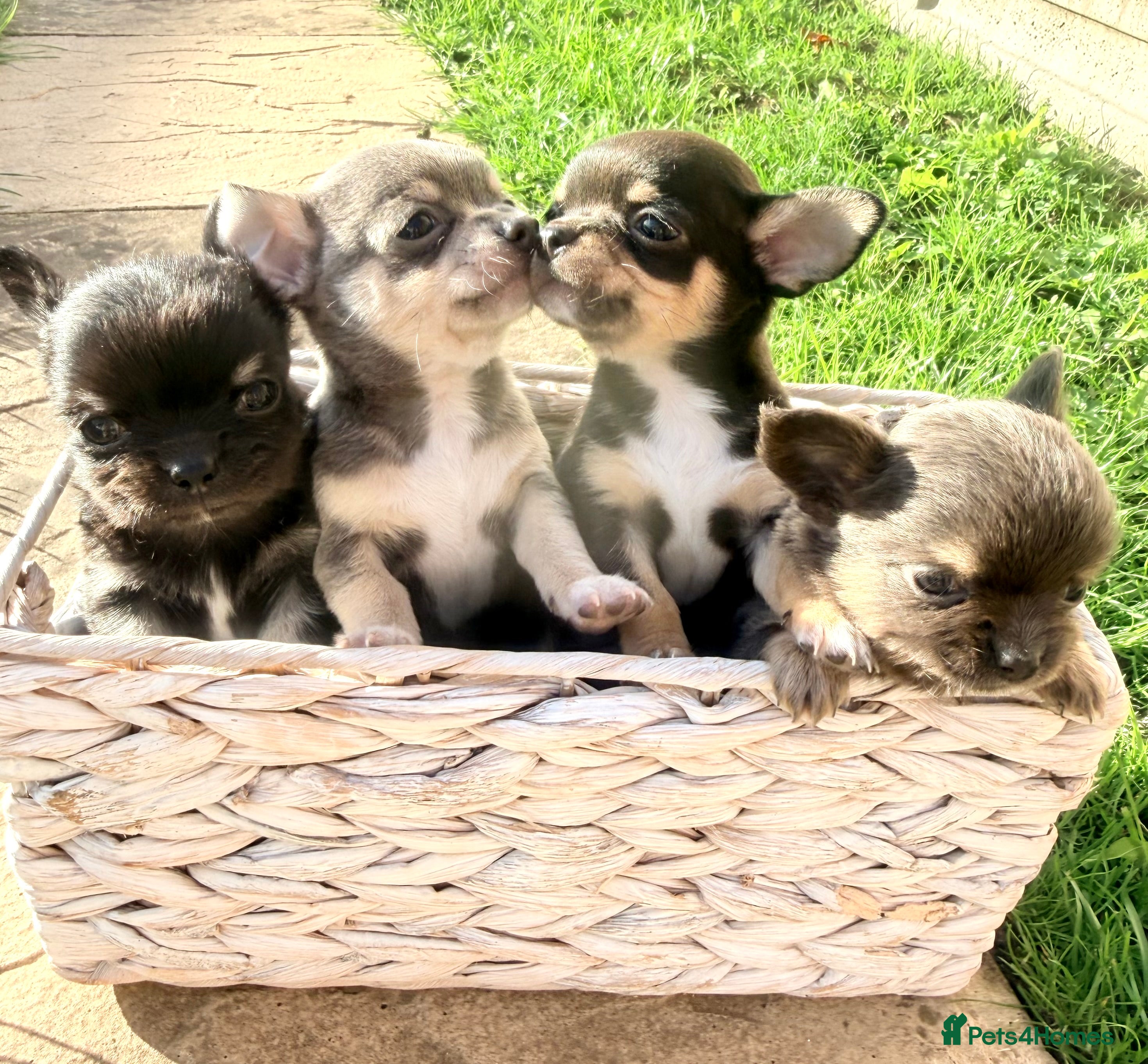 Chihuahua dogs Stunning Tiny Chihuahua Puppies  - Advert 1