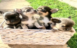 Chihuahua dogs for sale: Gorgeous Chihuahua Puppies  - Advert 1