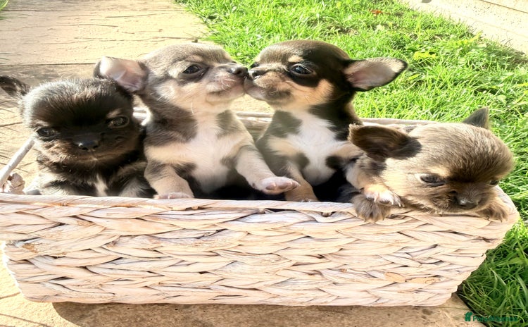 Chihuahua dogs Gorgeous Chihuahua Puppies  - Advert 13