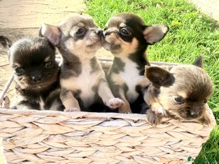 Chihuahua dogs Gorgeous Chihuahua Puppies - Advert 8