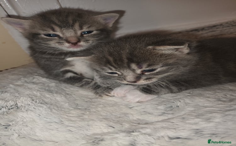 Mixed Breed cats - Advert 4