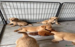 Goldador dogs for sale: Gorgoeus Goldador’s-Health Tested  - Image 22