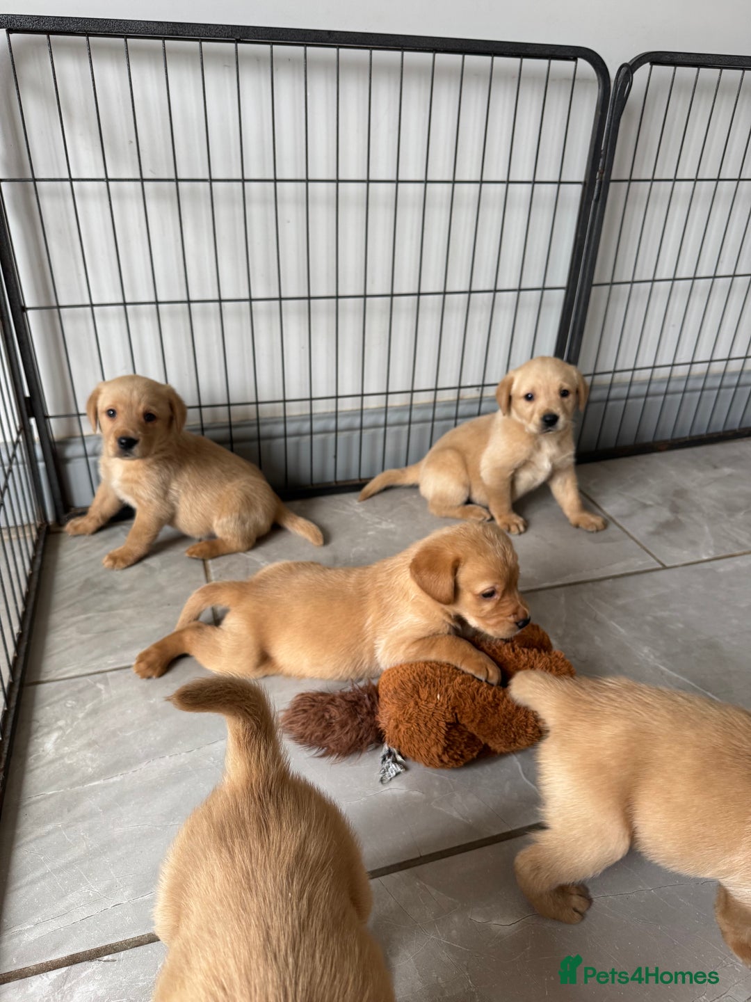 Goldador dogs for sale: Gorgoeus Goldador’s-Health Tested  - Image 22