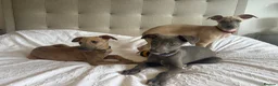 Whippet dogs for sale: Beautiful KC Registered Whippets  - Advert 12