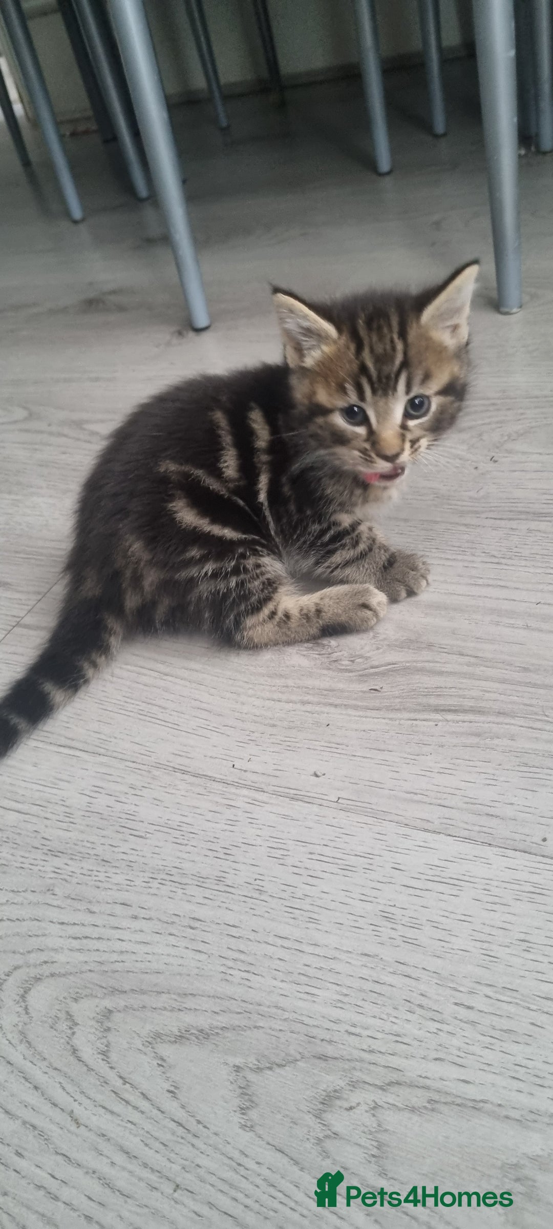 Mixed Breed cats for sale: 2 girls - Advert 3