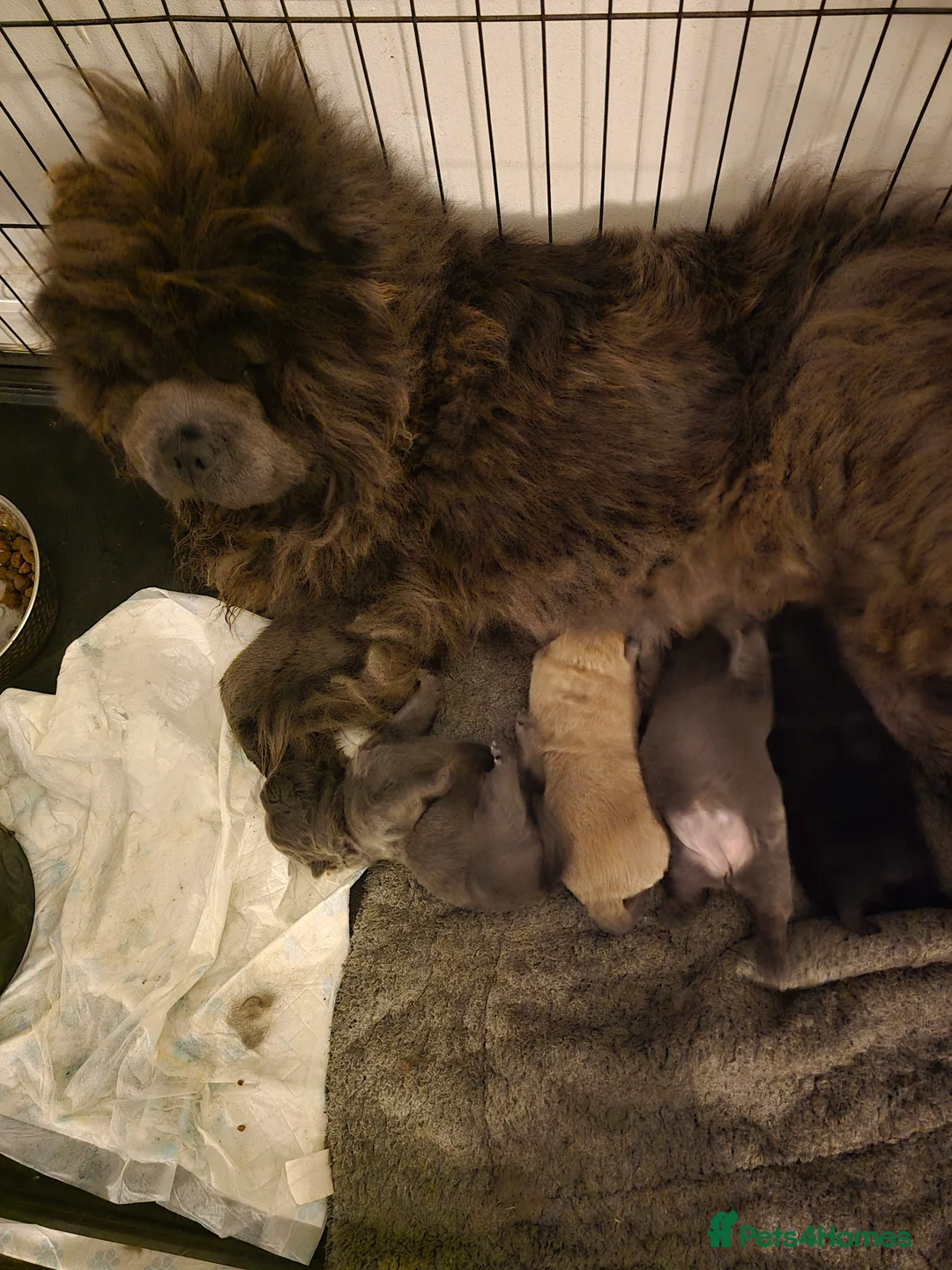 Chow Chow dogs for sale: Stunning babies  - Advert 2