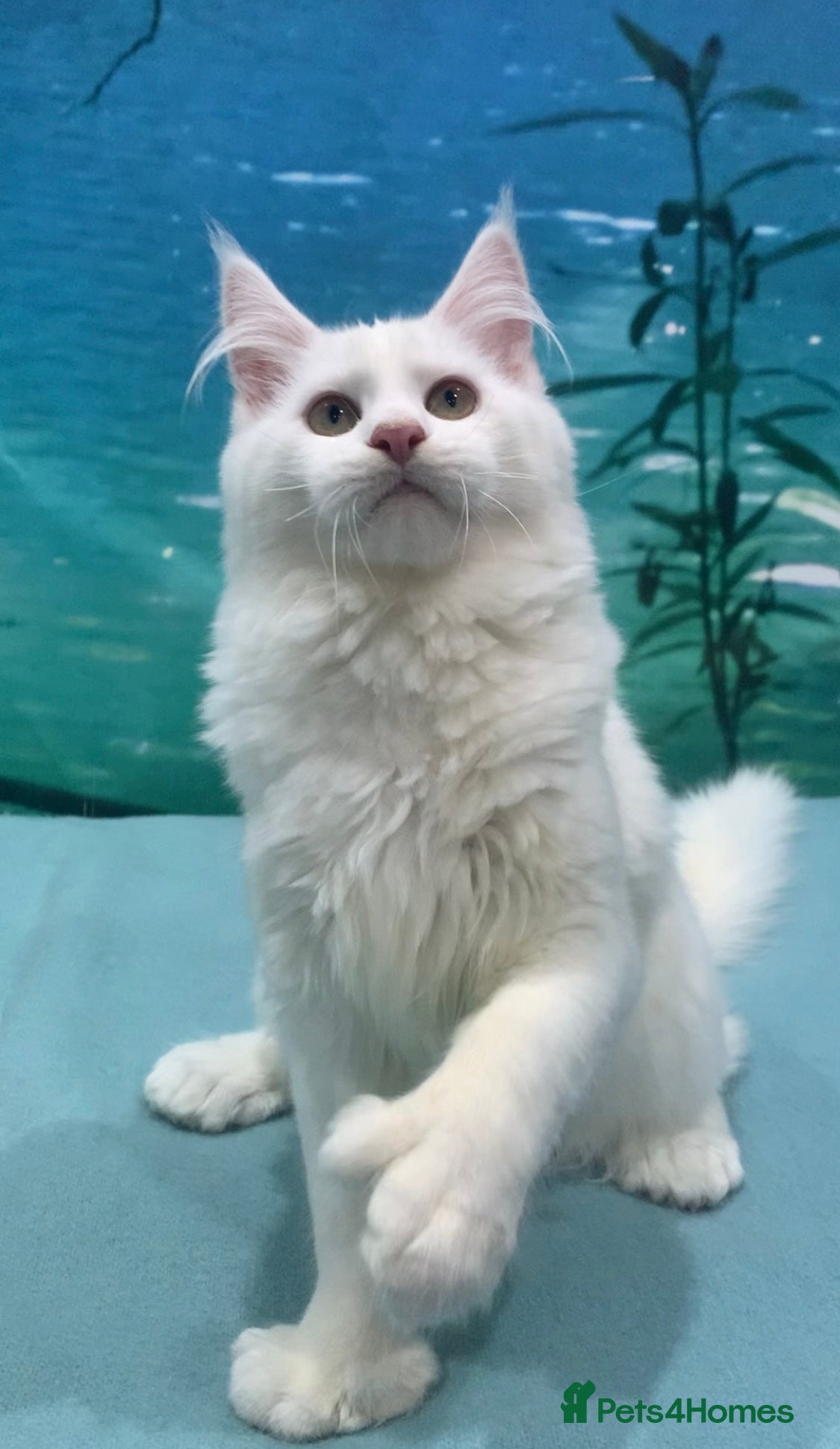 Maine Coon cats for sale: Purebred Maine Coon Kittens – Ready to Leave - Advert 1