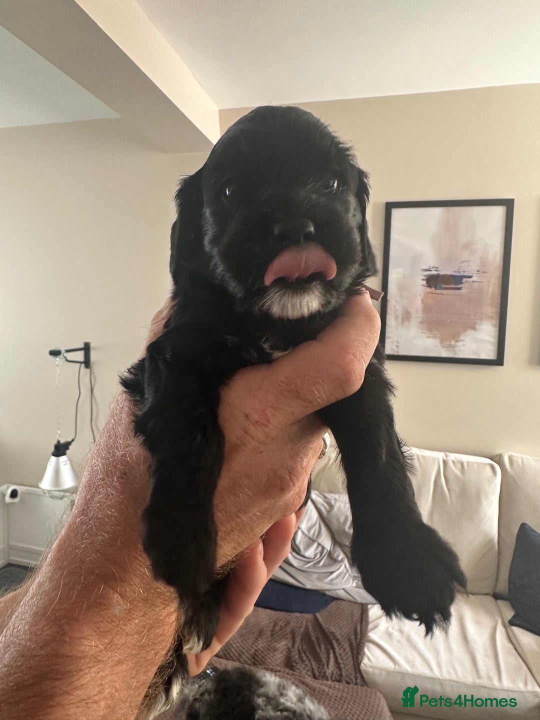 Cockapoo dogs for sale: Beautiful cockapoo puppies delivery possible - Image 10