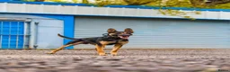Belgian Shepherd Dog dogs for sale: BRN Dutch Herder Puppies (3 left!) - Advert 6