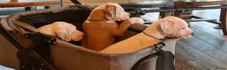 American Bulldog dogs for sale: American Bulldog Puppies - Advert 31