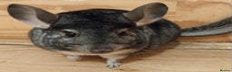 Chinchilla rodents for sale: Female chinchilla called Angel  - Advert 7