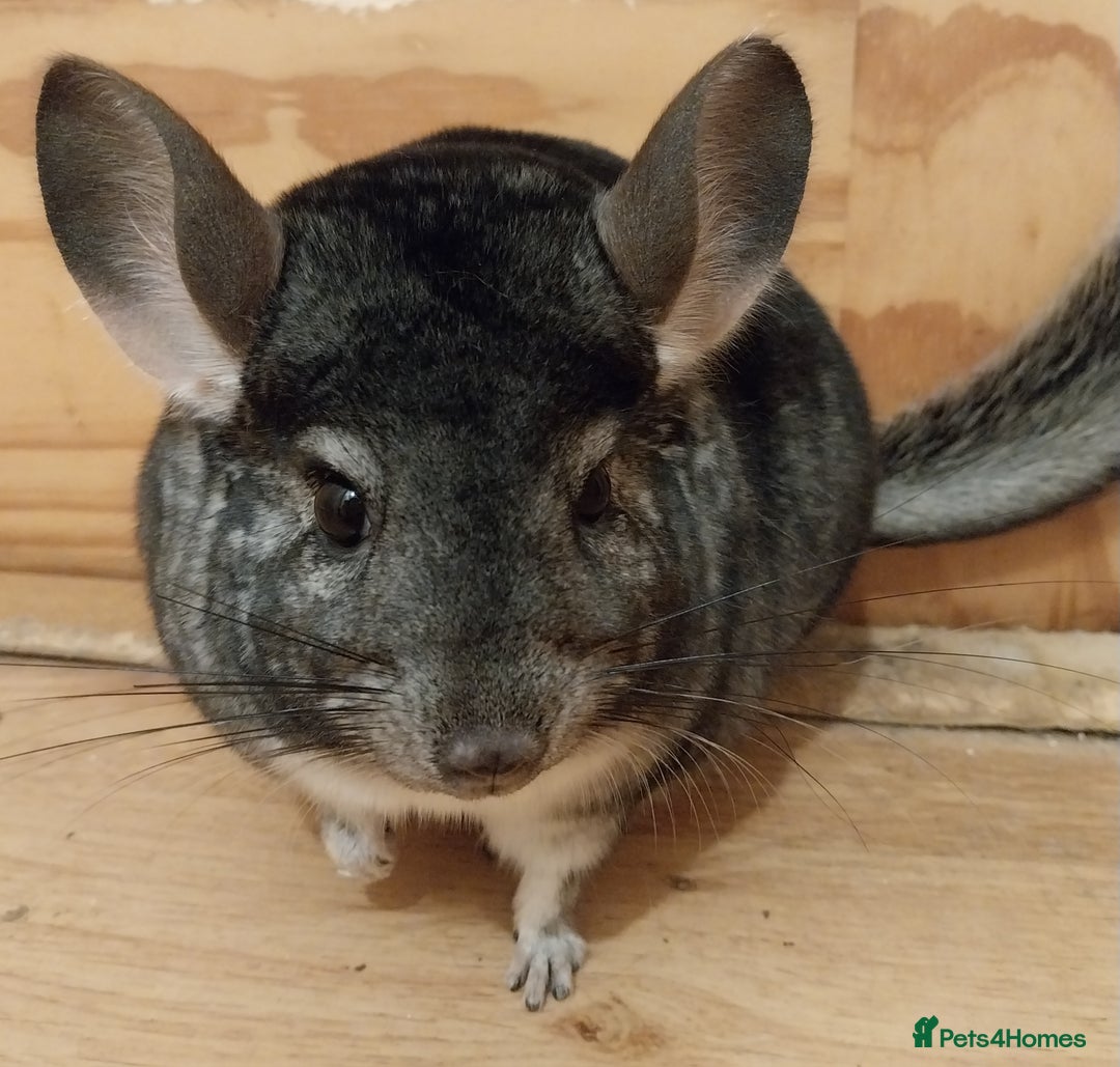 Chinchilla rodents for sale: Female chinchilla called Angel  - Advert 7