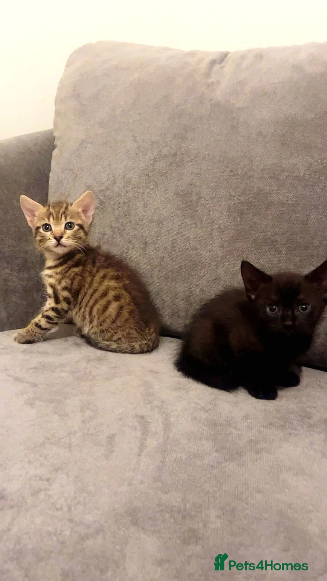 Mixed Breed cats for sale: 2 beautiful kittens: 1 black, 1 tortoiseshell - Advert 1