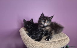 Maine Coon cats for sale: Tica Reg Mainecoon kittens READY NOW in Deal - Image 12