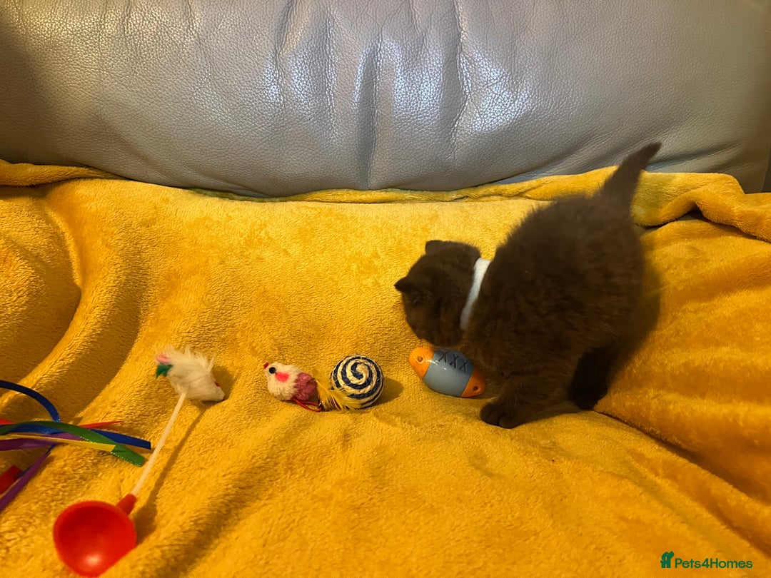 British Shorthair cats for sale: British Shorthair Kittens – Loving Homes Only 🐾 - Advert 8