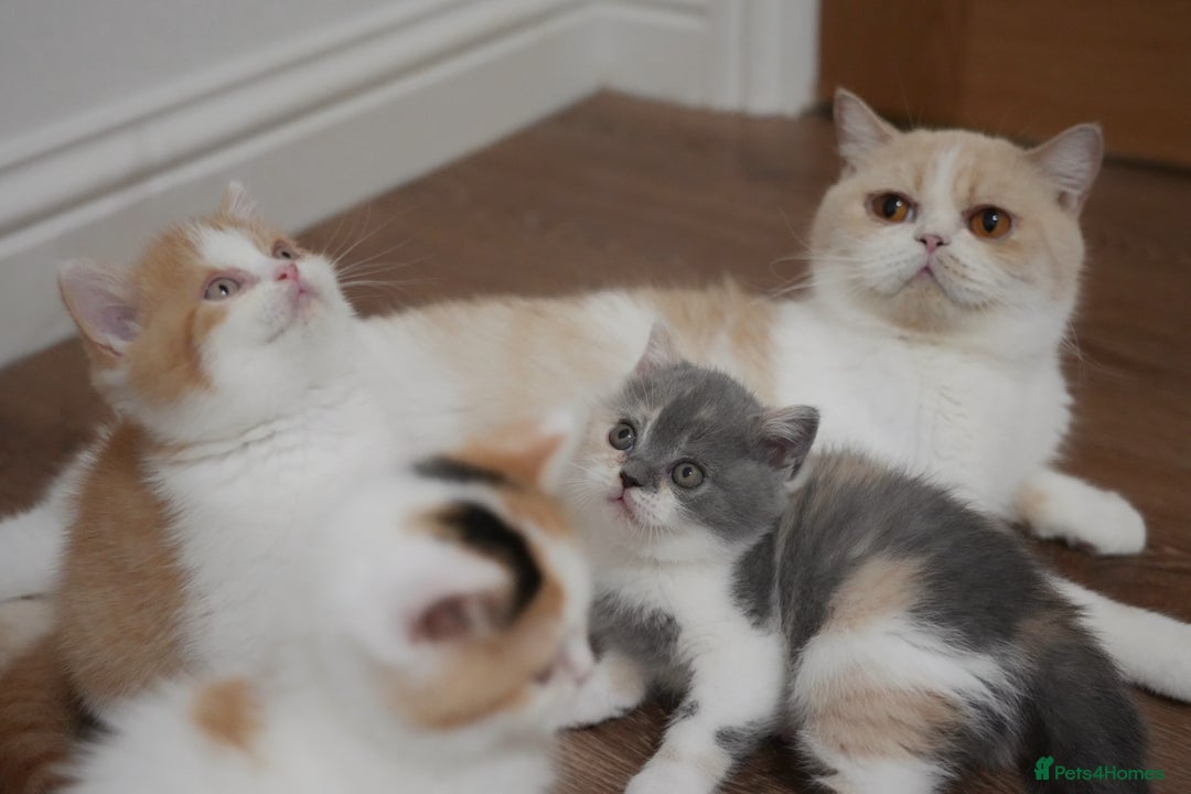 British Shorthair cats for sale: Registered champion bloodline BSH - Image 8