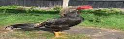 Mixed Breed birds for sale: Shamo Aseel male  - Advert 3