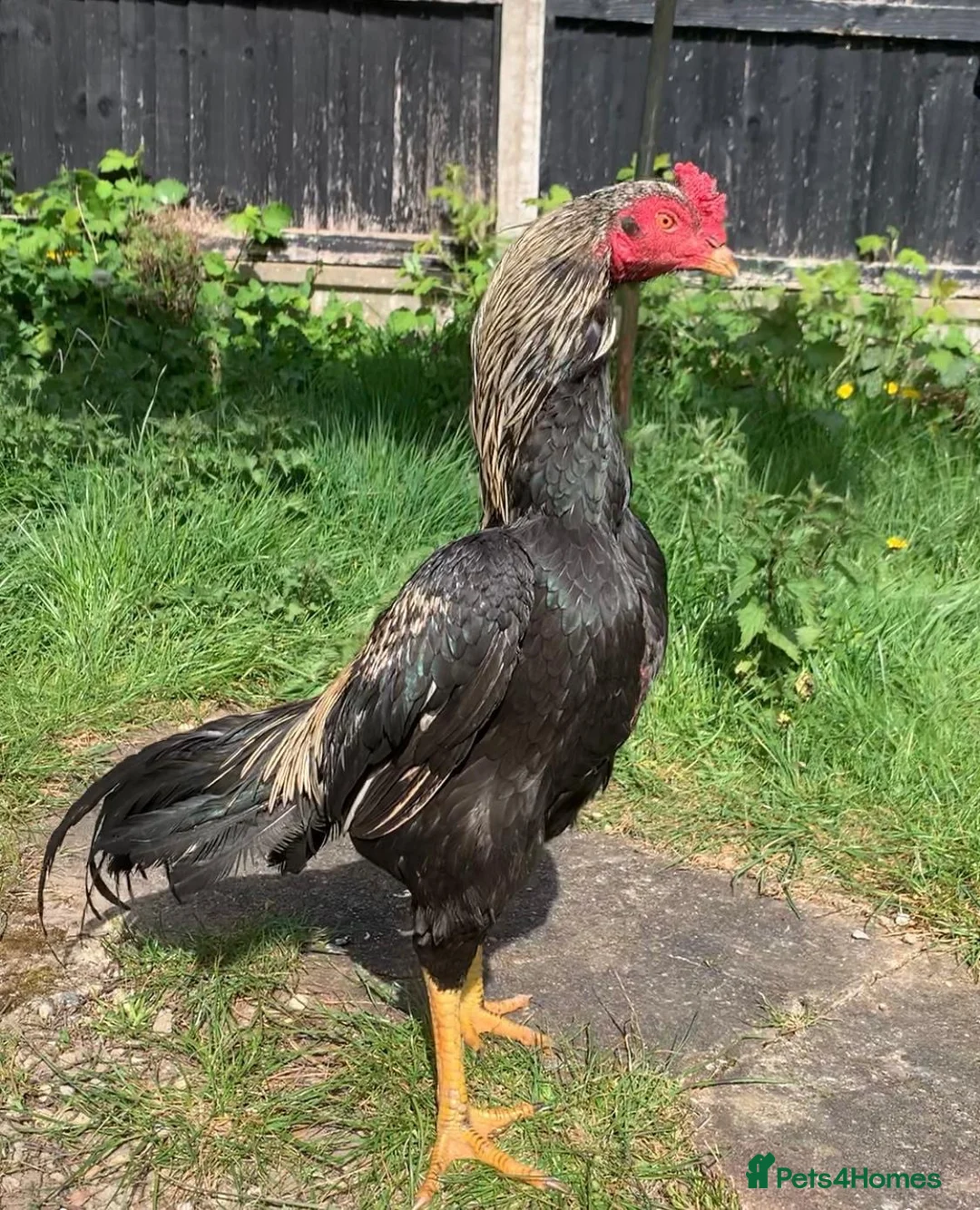 Mixed Breed birds for sale: Shamo Aseel male  - Advert 3
