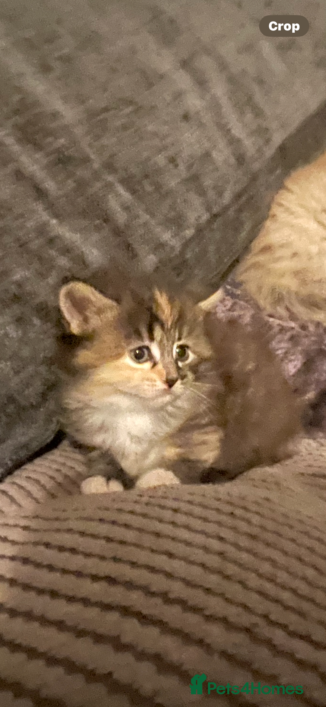 Mixed Breed cats for sale: 3/4 ragdoll kittens available  - Image 7