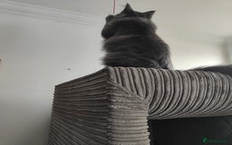 Ragcoon cats for sale: Maine coon X Ragdoll kitten - Image 24