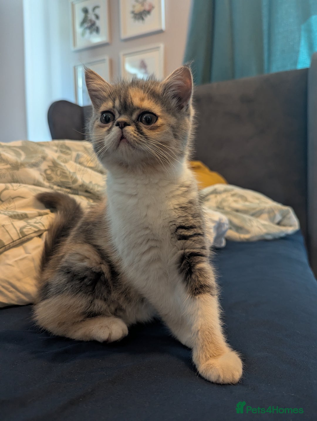 Exotic cats for sale: Beautiful exotic tourtie and white girl  - Image 2