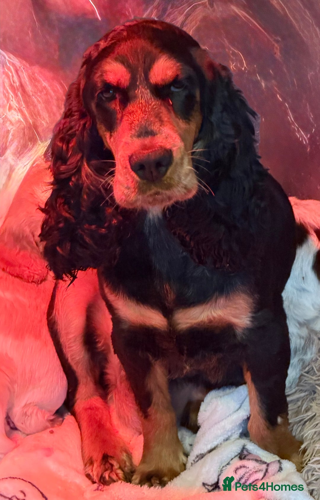 Cocker Spaniel dogs for sale: Show cocker spaniel pups  - Image 35