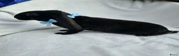 Rex rabbits for sale: RARE Velveteen baby  - Advert 7