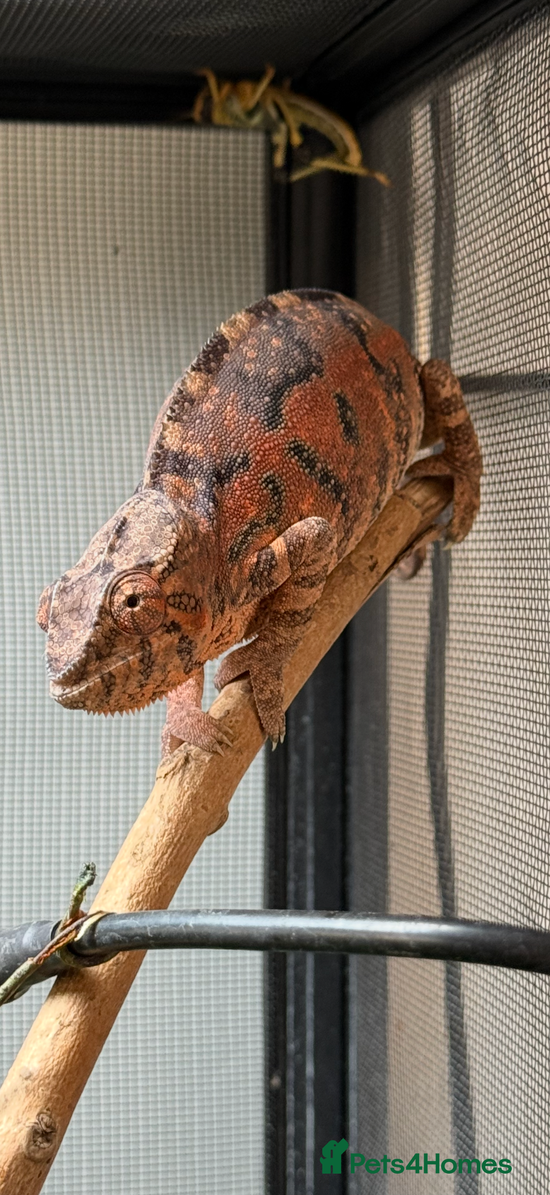 Chameleon reptiles for sale: Pink panther chameleon  - Image 4