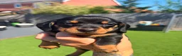 Miniature Dachshund dogs for sale: 3 beautiful Black and Tan miniature dachshunds 🐾 - Advert 5