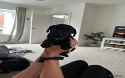 Patterdale Terrier dogs for sale: Patterdale puppies  - Image 16