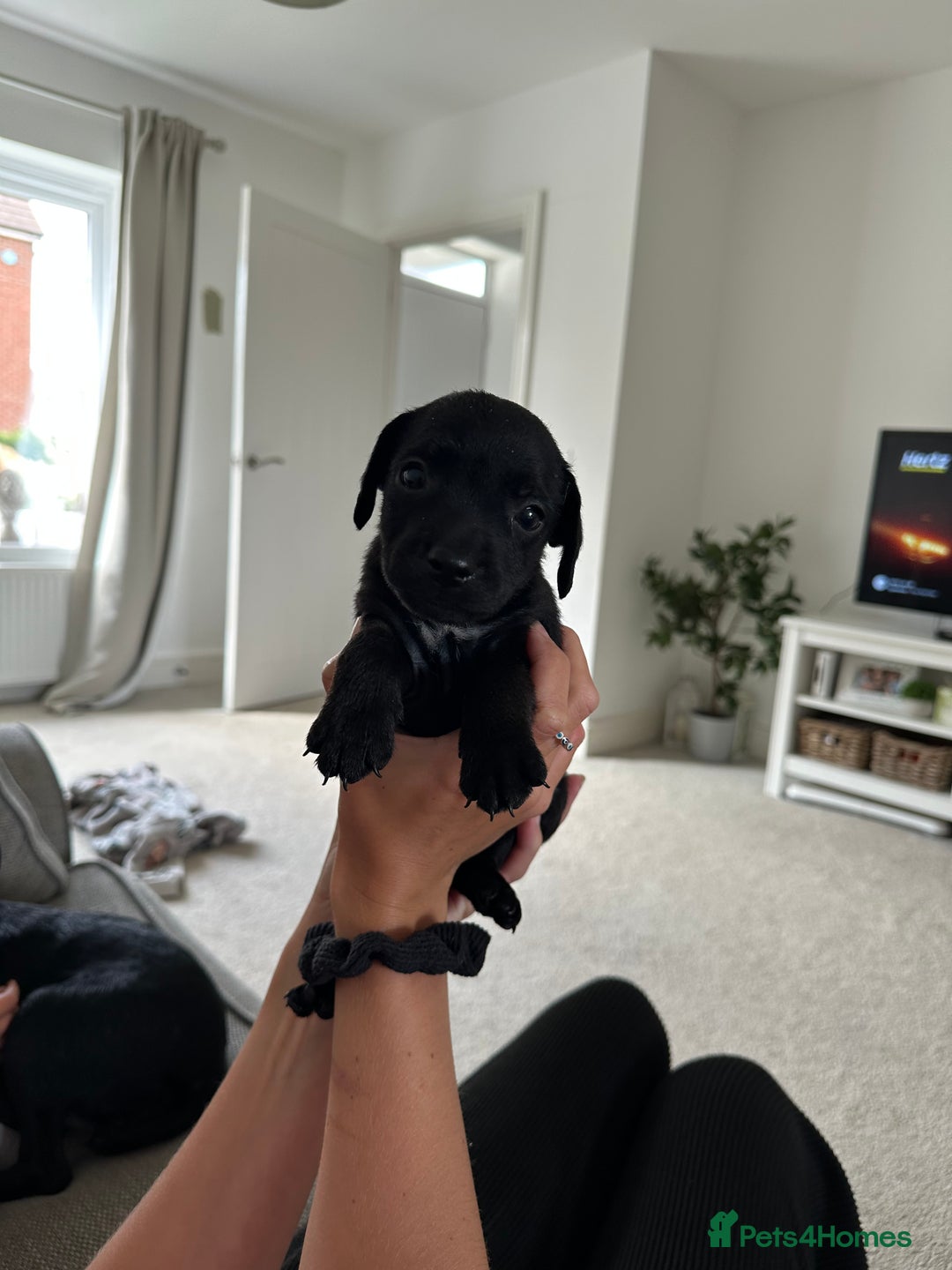 Patterdale Terrier dogs for sale: Patterdale puppies  - Image 16