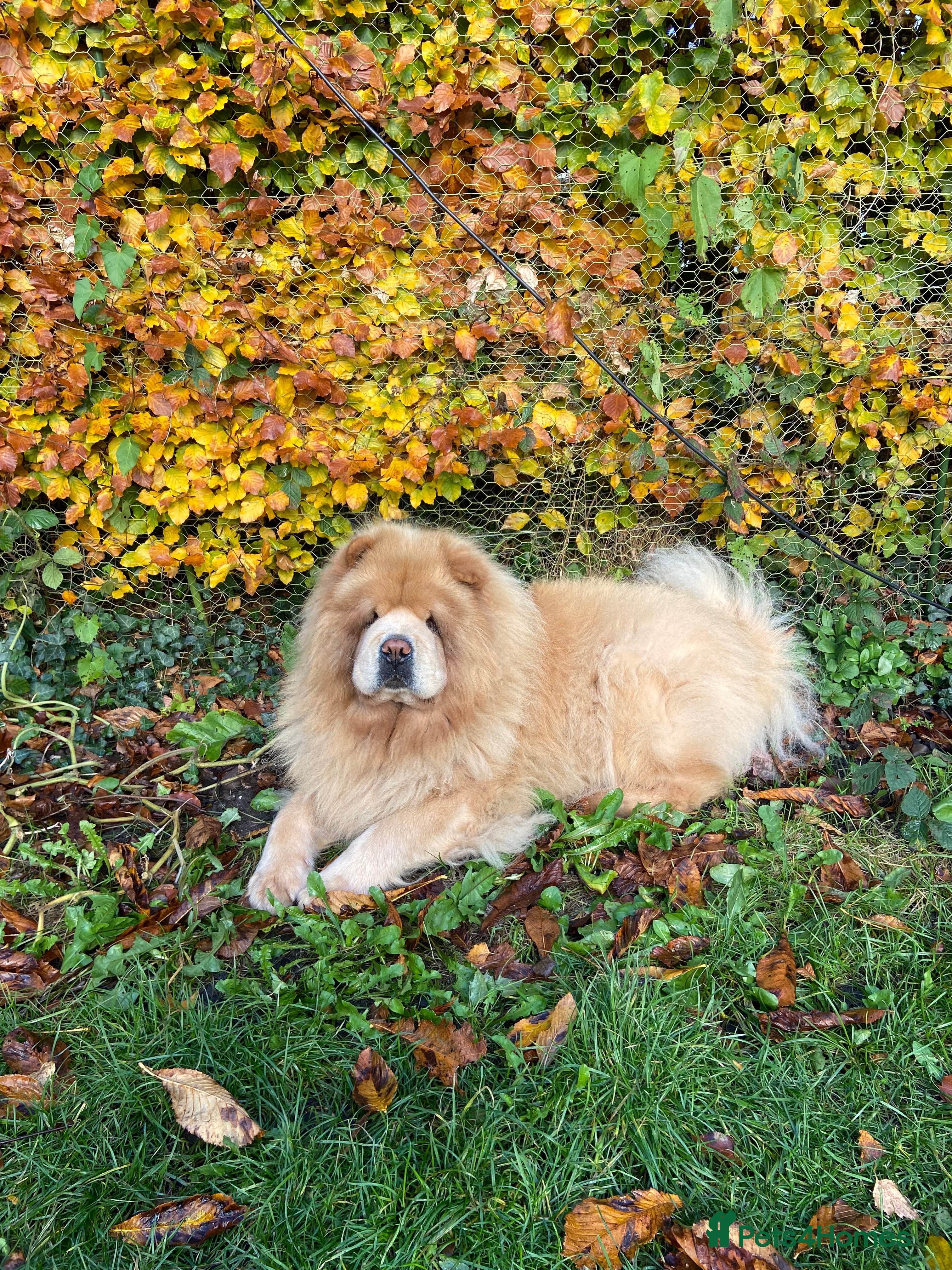 Chow Chow dogs Chow Chow for rehoming - Advert 1