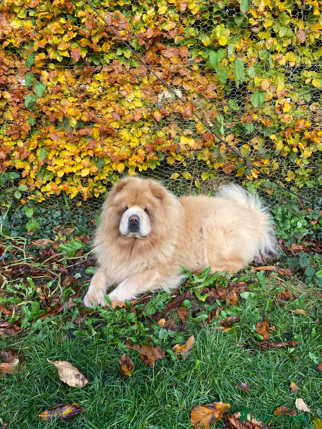 Chow Chow dogs for sale: Chow Chow for rehoming - Advert 1