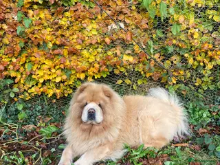 Chow Chow dogs Chow Chow for rehoming - Advert 7