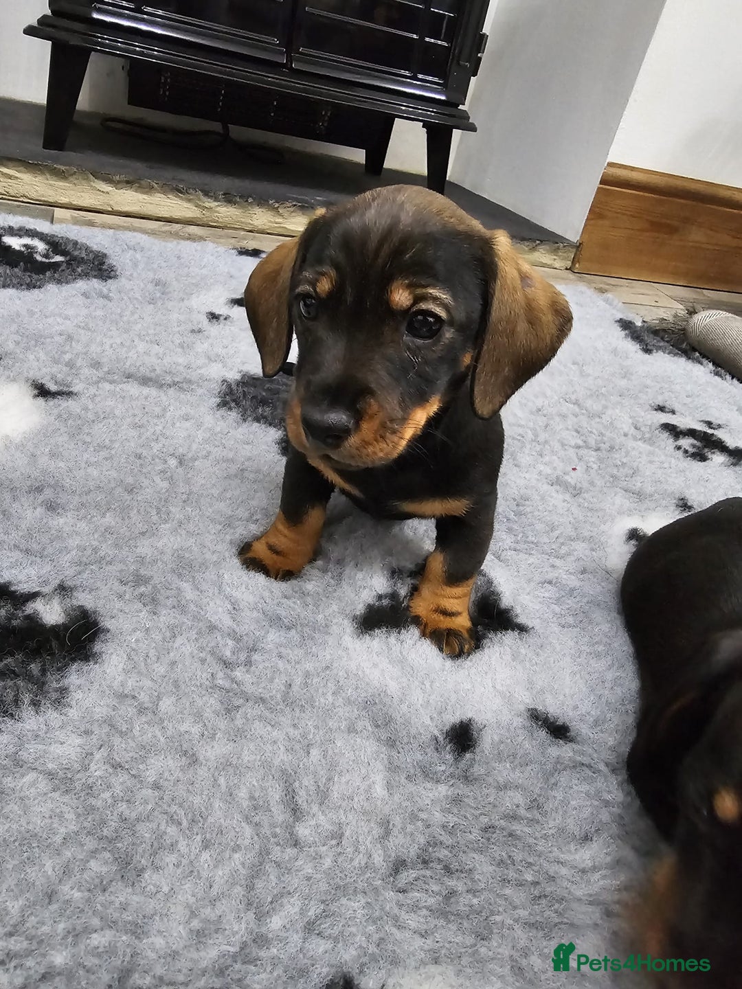 Dachshund dogs for sale: Kc wirehaired daschund puppies  - Image 17