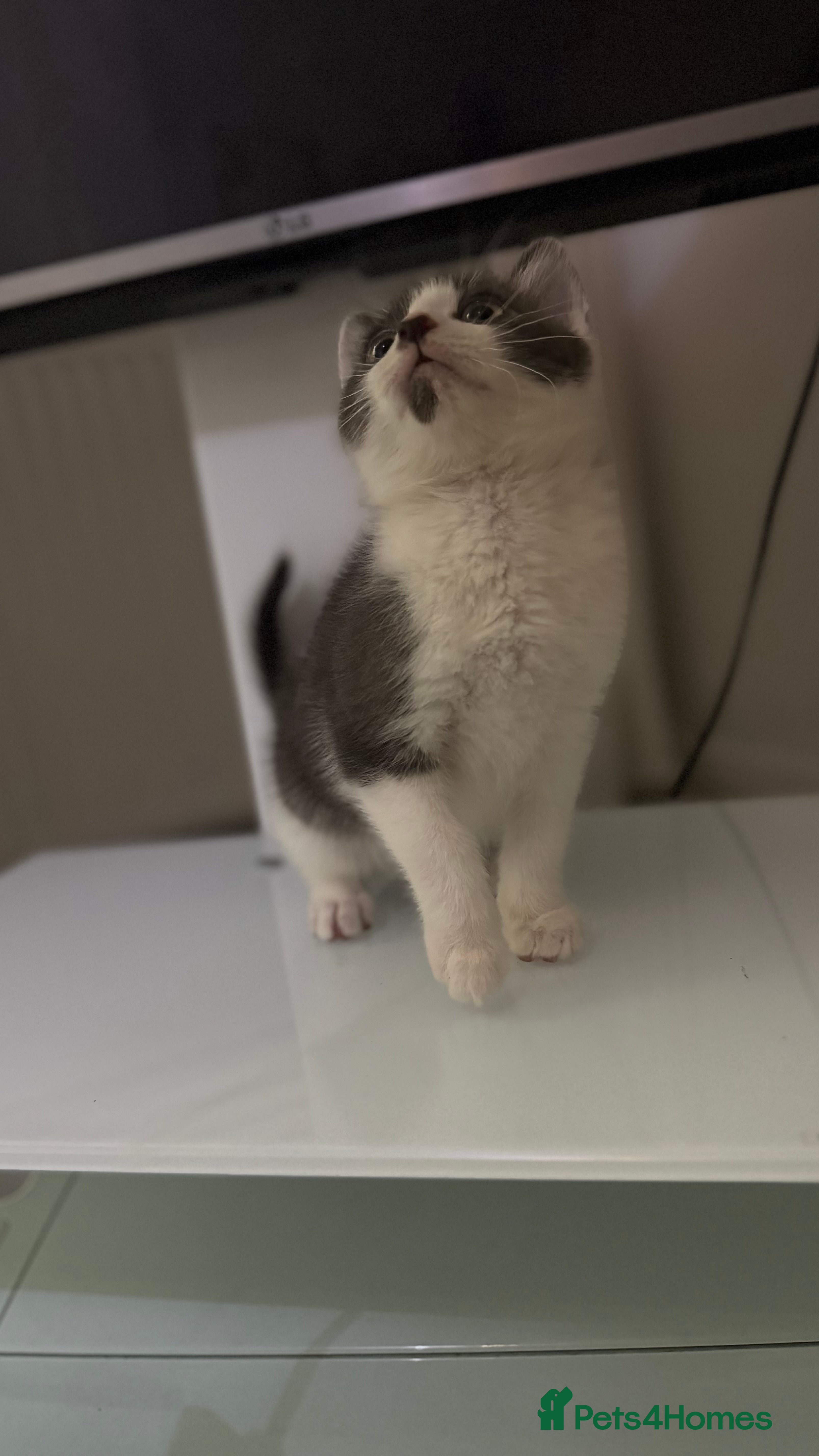 Mixed Breed cats Britishshort hair cross (last male) - Advert 1