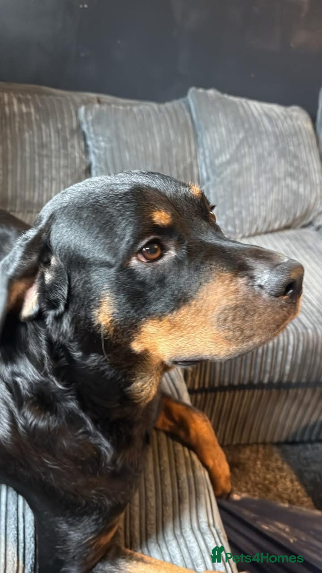 Mixed Breed dogs for sale: Beautiful chunky 3/4 Rottweiler 1/4 sharpei pups  - Image 2