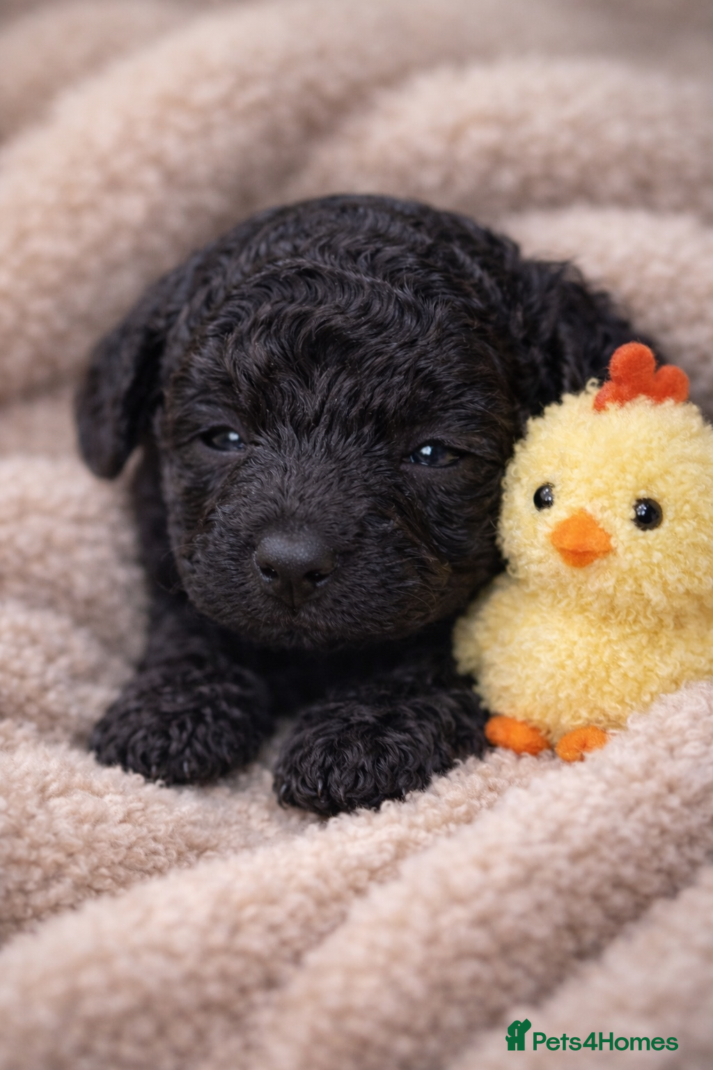 Cockapoo dogs LAST ONES! 3 Luxury Cockapoo boys !🖤 - Advert 2